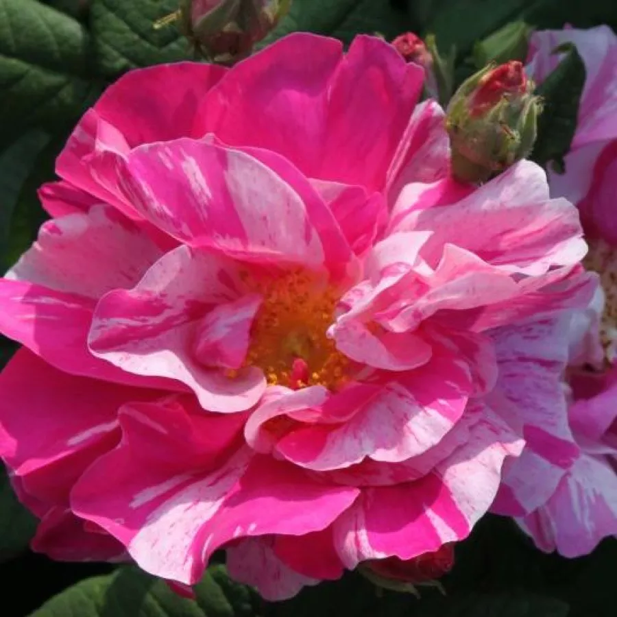 Różowy - biały - Róża - Rosa Mundi - 