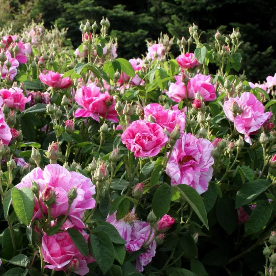 120-150 cm - Rosa - Rosa Mundi - rosal de pie alto