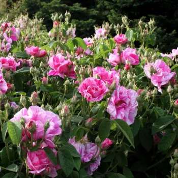 Bledobordová s bielymi pásikmi - Stromkové ruže,  kvety kvitnú v skupinkáchstromková ruža s kríkovitou tvarou koruny