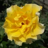 Sárga - virágágyi floribunda rózsa - Online rózsa vásárlás - Rosa Adson von Melk™ - diszkrét illatú rózsa - ibolya aromájú