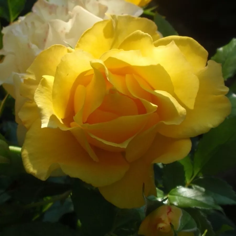 Amarillo - Rosa - Adson von Melk™ - Comprar rosales online