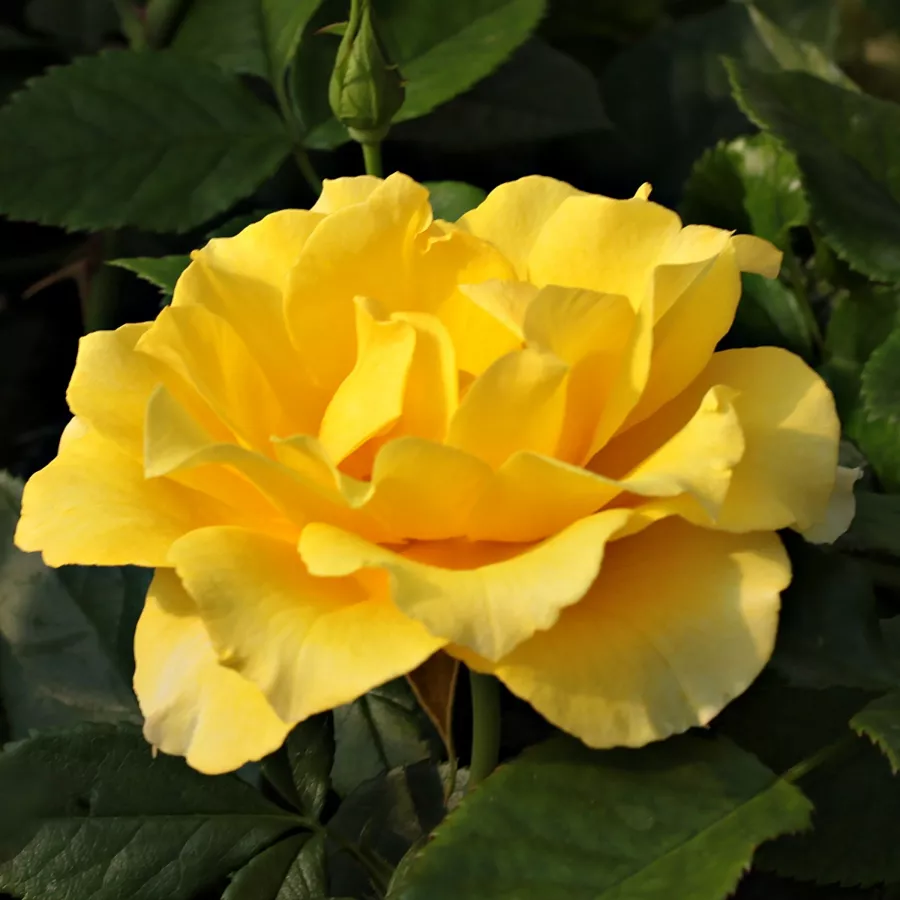Róża z dyskretnym zapachem - Róża - Adson von Melk™ - Szkółka Róż Rozaria