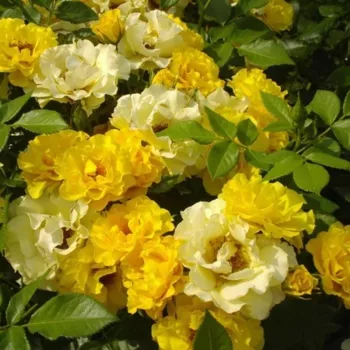 Sötétsárga - virágágyi floribunda rózsa - diszkrét illatú rózsa - ibolya aromájú