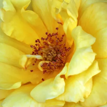 Krzewy róż sprzedam - róże rabatowe grandiflora - floribunda - żółty - róża z dyskretnym zapachem - Adson von Melk™ - (130-150 cm)