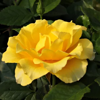 Rosa Adson von Melk™ - jaune - rosier haute tige - Petites fleurs