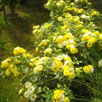 Tmavě žlutá - stromkové růže - Stromková růže s drobnými květy