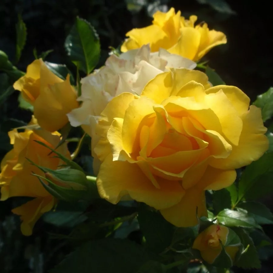 Róże rabatowe grandiflora - floribunda - Róża - Adson von Melk™ - róże sklep internetowy