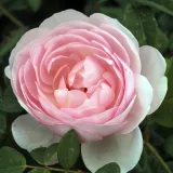Rózsaszín - angol rózsa - Online rózsa vásárlás - Rosa Ausblush - intenzív illatú rózsa - pézsma aromájú