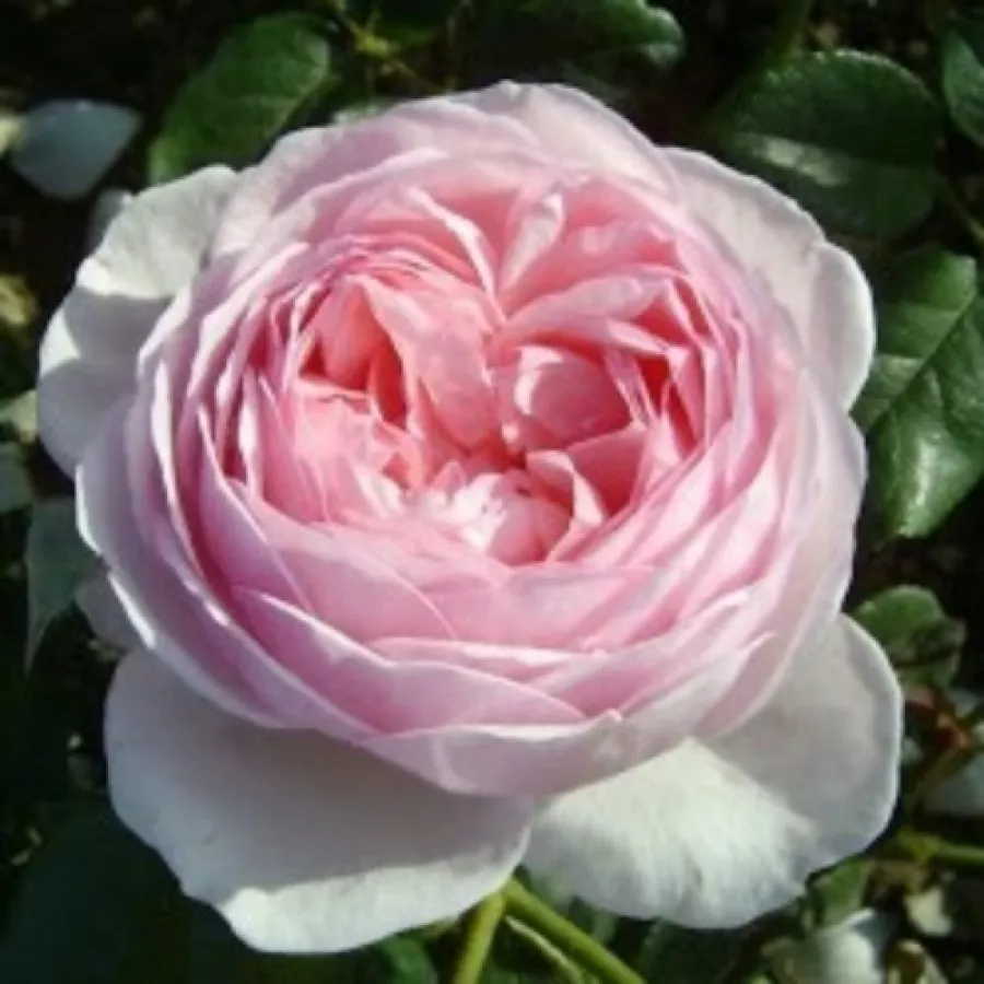 Angleška vrtnica - Roza - Ausblush - Na spletni nakup vrtnice