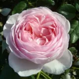 Rose Inglesi - rosa - rosa intensamente profumata - Rosa Ausblush - Produzione e vendita on line di rose da giardino