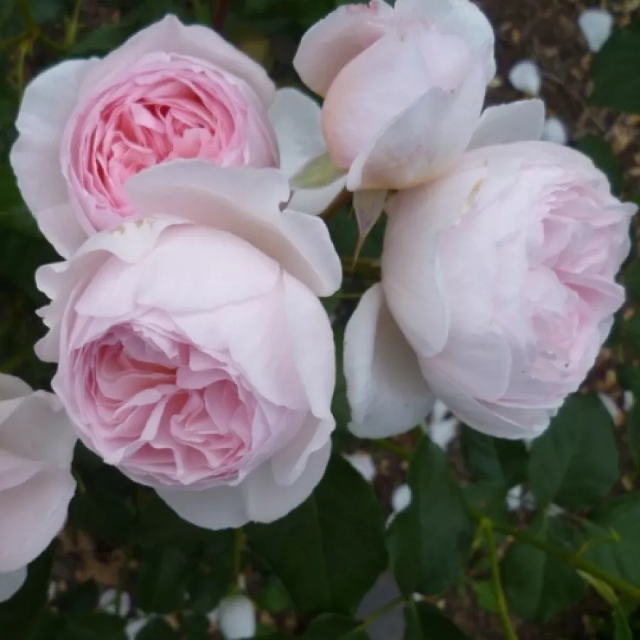 Różowy - Róża - Ausblush - Szkółka Róż Rozaria