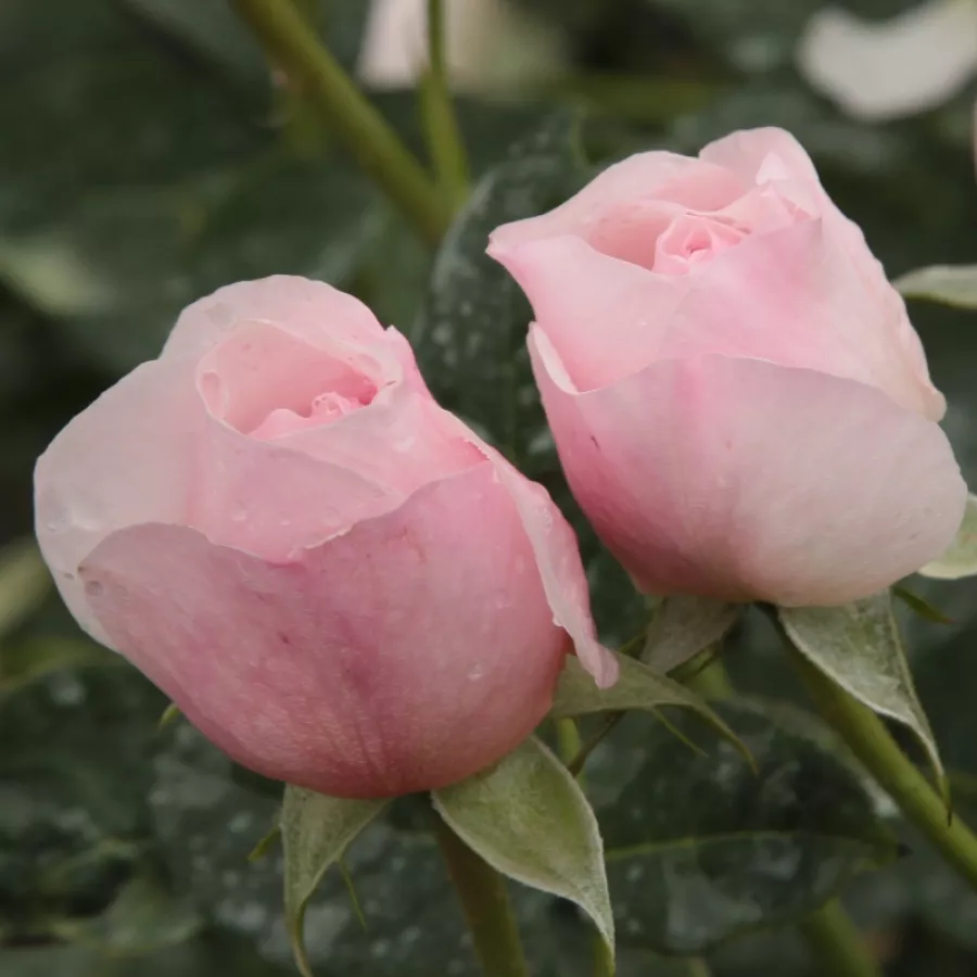 Rosa intensamente profumata - Rosa - Ausblush - Produzione e vendita on line di rose da giardino