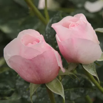 Rosa Ausblush - różowy - angielska róża