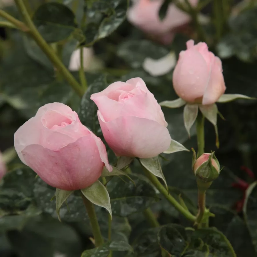AUSblush - Róża - Ausblush - Szkółka Róż Rozaria