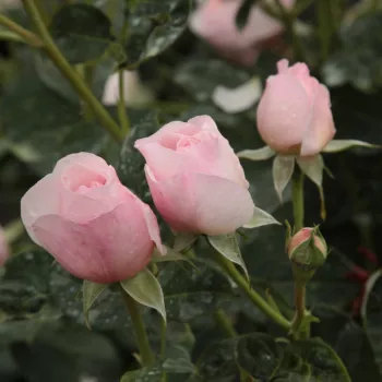 Rosa claro - rosales ingleses - rosa de fragancia intensa - almizcle