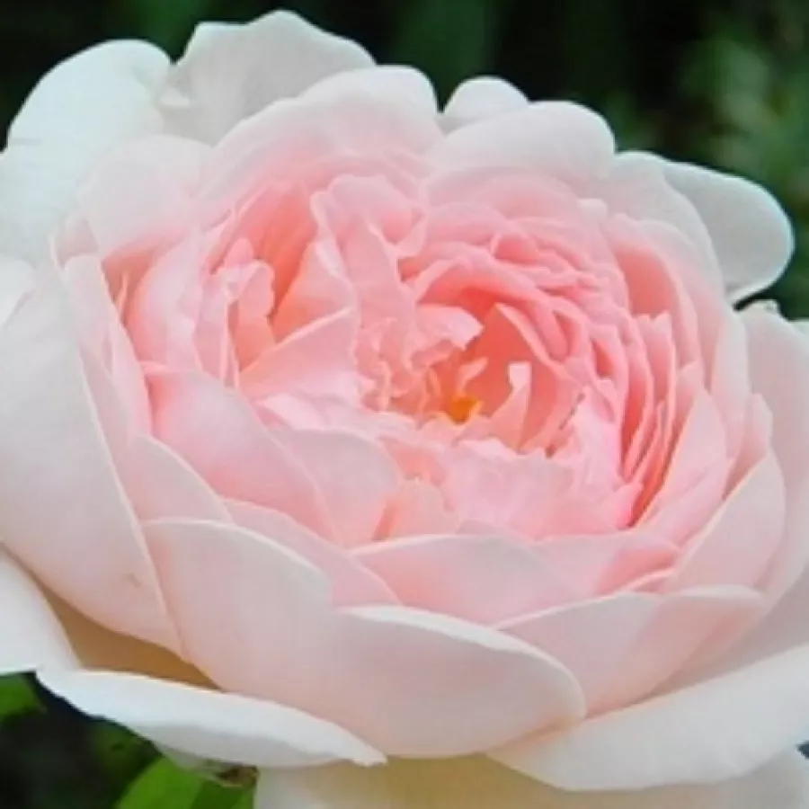 English Rose Collection, Shrub - Rózsa - Ausblush - Online rózsa rendelés