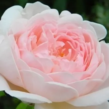 Ružová - školka - eshop  - anglická ruža - ružová - intenzívna vôňa ruží - pižmo - Ausblush - (120-130 cm)