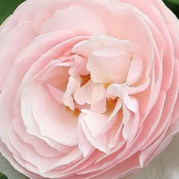 Online rózsa rendelés  - rózsaszín - magastörzsű rózsa - angolrózsa virágú - Ausblush - intenzív illatú rózsa - pézsma aromájú