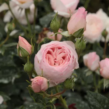 Rosa Ausblush - różowy - róża pienna - Róże pienne - z kwiatami róży angielskiej
