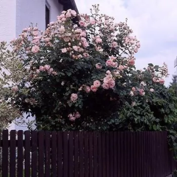 Világos rózsaszín - angolrózsa virágú- magastörzsű rózsafa  - intenzív illatú rózsa - pézsma aromájú