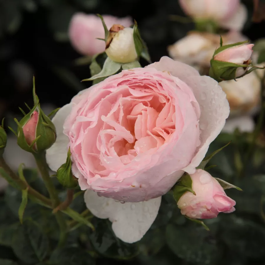 Trandafiri englezești - Trandafiri - Ausblush - comanda trandafiri online