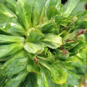 Rosen Online Gärtnerei - chinarosen - grün - Rosa viridiflora - duftlos