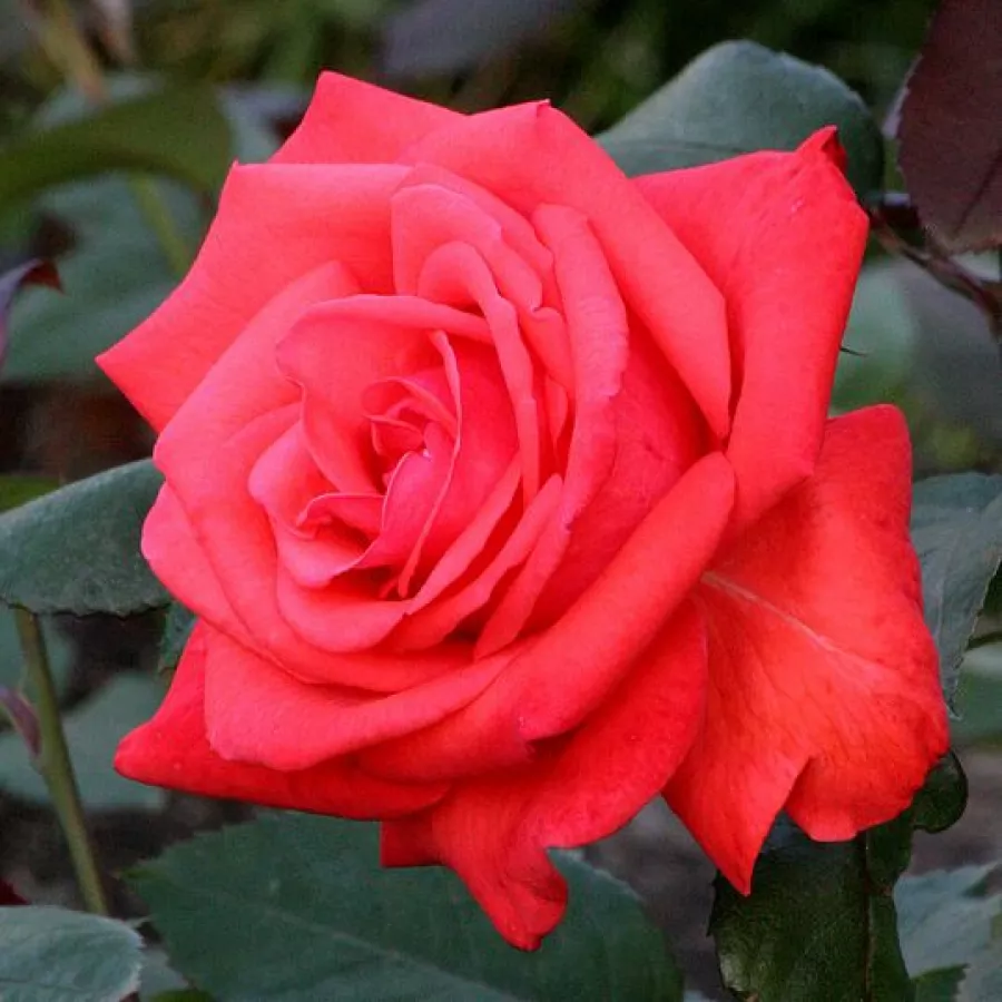 Virágágyi grandiflora - floribunda rózsa - Rózsa - Rosalynn Carter™ - Online rózsa rendelés