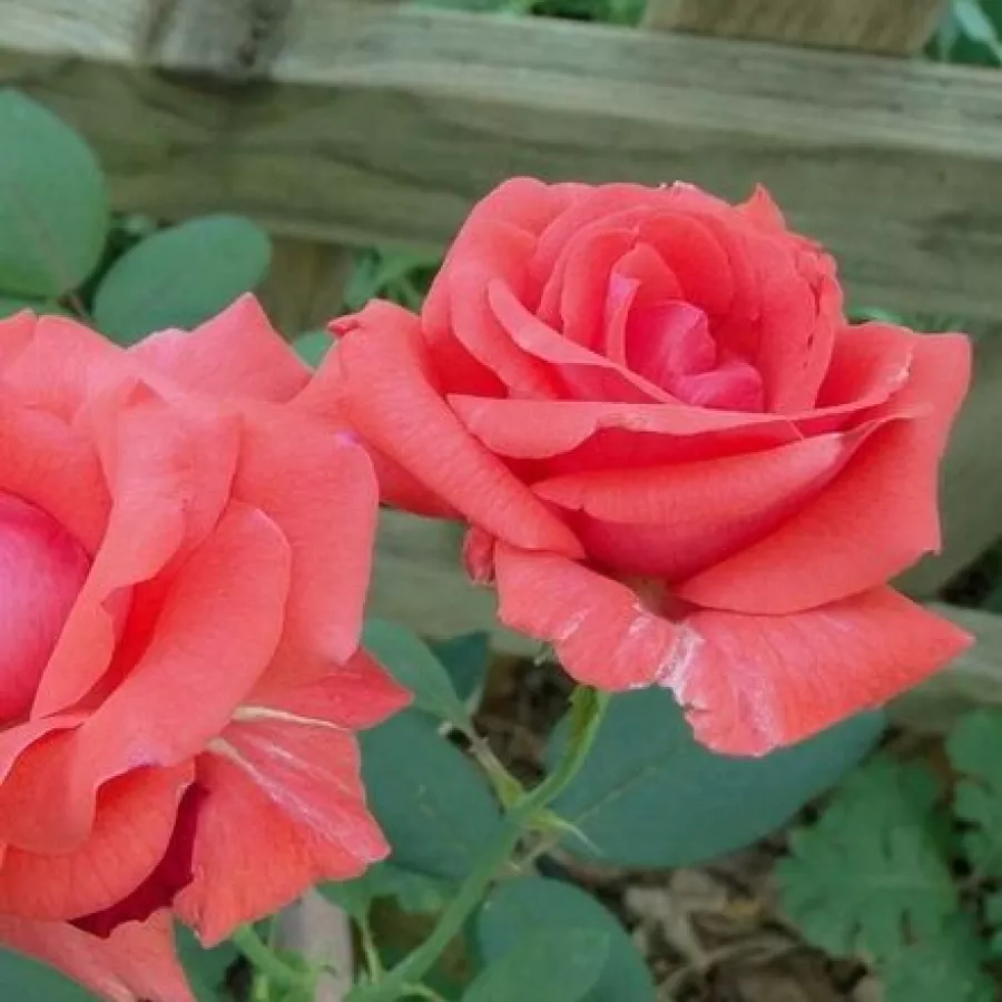 Rosso - Rosa - Rosalynn Carter™ - Produzione e vendita on line di rose da giardino