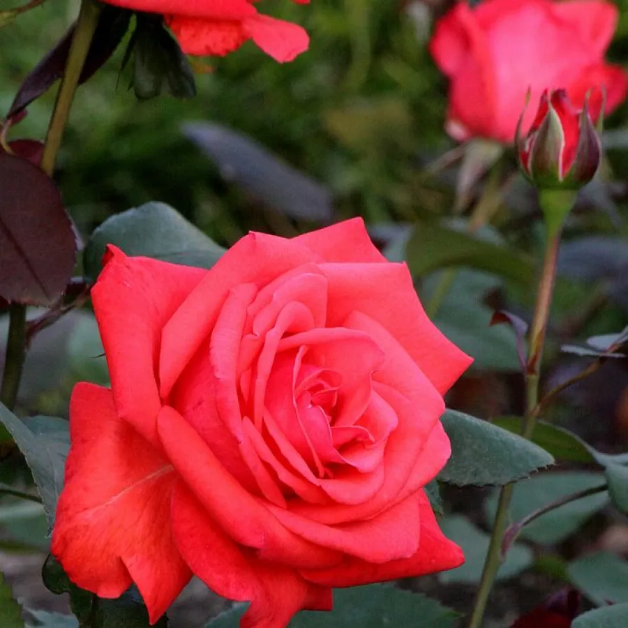 Prins Claus - Rosa - Rosalynn Carter™ - Produzione e vendita on line di rose da giardino
