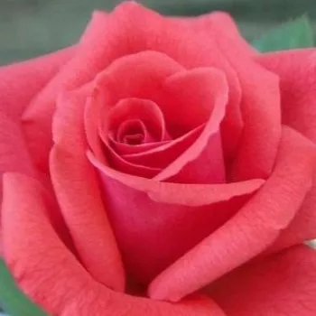Ružová - školka - eshop  - záhonová ruža - grandiflora - floribunda - červený - intenzívna vôňa ruží - klinčeková aróma - Rosalynn Carter™ - (90-100 cm)