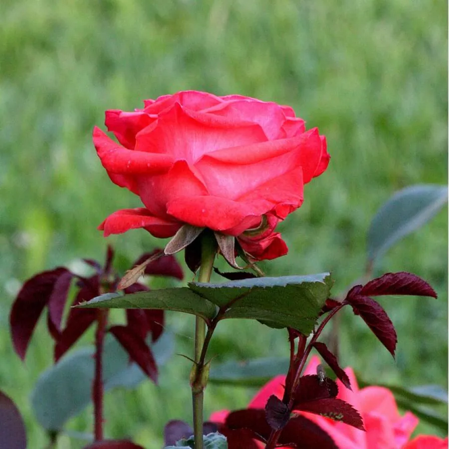 árbol de rosas híbrido de té – rosal de pie alto - Rosa - Rosalynn Carter™ - rosal de pie alto
