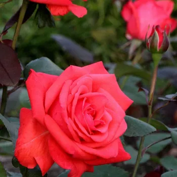Roșu coral cu tentă portacalie - trandafiri pomisor - Trandafir copac cu trunchi înalt – cu flori teahibrid