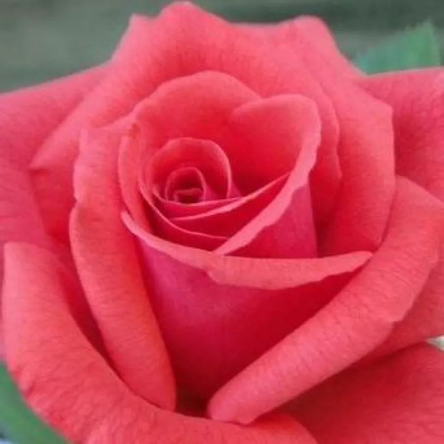 Solitaria - Rosa - Rosalynn Carter™ - rosal de pie alto