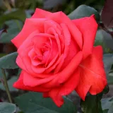 Róże rabatowe grandiflora - róża z intensywnym zapachem - czerwony - Rosa Rosalynn Carter™