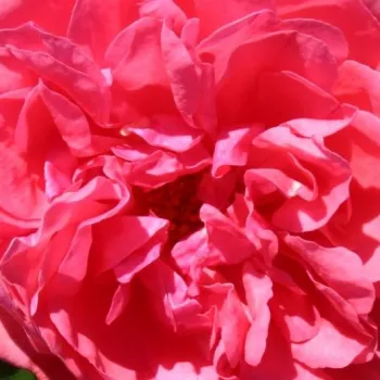 Rózsa kertészet - rózsaszín - climber, futó rózsa - Rosarium Uetersen® - közepesen illatos rózsa - alma aromájú - (330-370 cm)