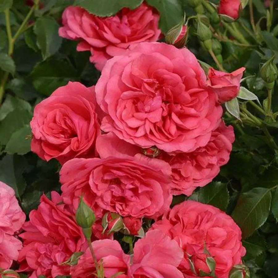 Różowy - Róża - Rosarium Uetersen® - Szkółka Róż Rozaria