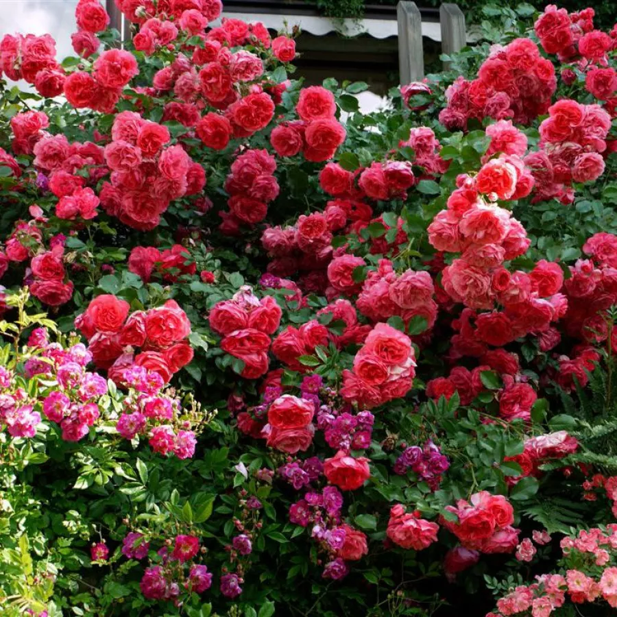 KORtersen - Róża - Rosarium Uetersen® - Szkółka Róż Rozaria