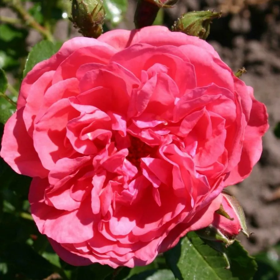 Růžová - Růže - Rosarium Uetersen® - 