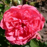 Ružičasta - ruže stablašice - Rosa Rosarium Uetersen® - srednjeg intenziteta miris ruže