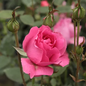Rosa Rosarium Uetersen® - roz - trandafiri pomisor - Trandafir copac cu trunchi înalt – cu flori tip trandafiri englezești