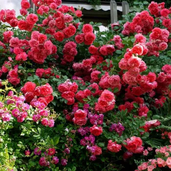 Roz închis - trandafiri pomisor - Trandafir copac cu trunchi înalt – cu flori tip trandafiri englezești