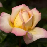 Sárga - rózsaszín - teahibrid rózsa - Online rózsa vásárlás - Rosa Rose Aimée™ - intenzív illatú rózsa - barack aromájú