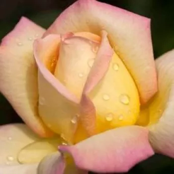 Online rózsa vásárlás - sárga - rózsaszín - teahibrid rózsa - Rose Aimée™ - intenzív illatú rózsa - barack aromájú - (50-150 cm)