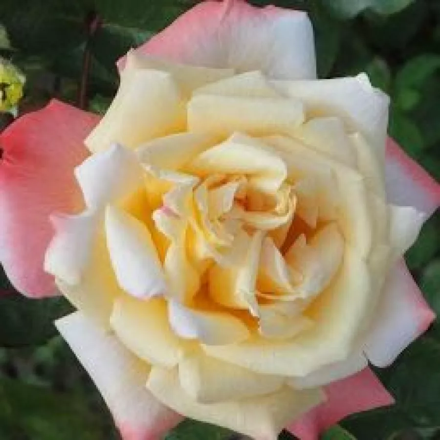 żółty - różowy - Róża - Rose Aimée™ - Szkółka Róż Rozaria