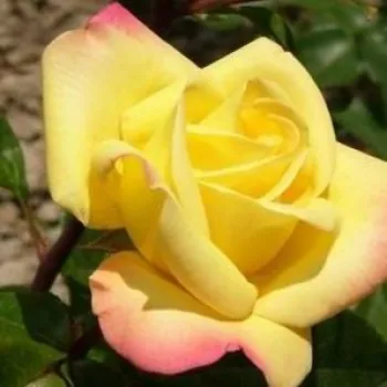 Rosa Rose Aimée™ - gelb - rosa - stammrosen - rosenbaum - Stammrosen - Rosenbaum.