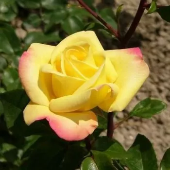Zlatno žuta a rubovi lista ružičasti  - Ruža čajevke   (50-150 cm)