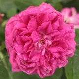 Portland vrtnice - vijolična - Vrtnica intenzivnega vonja - Rosa Rose de Resht - Na spletni nakup vrtnice