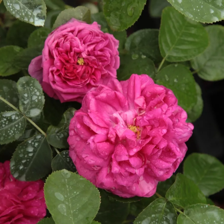 Fialová - Ruža - Rose de Resht - Ruže - online - koupit