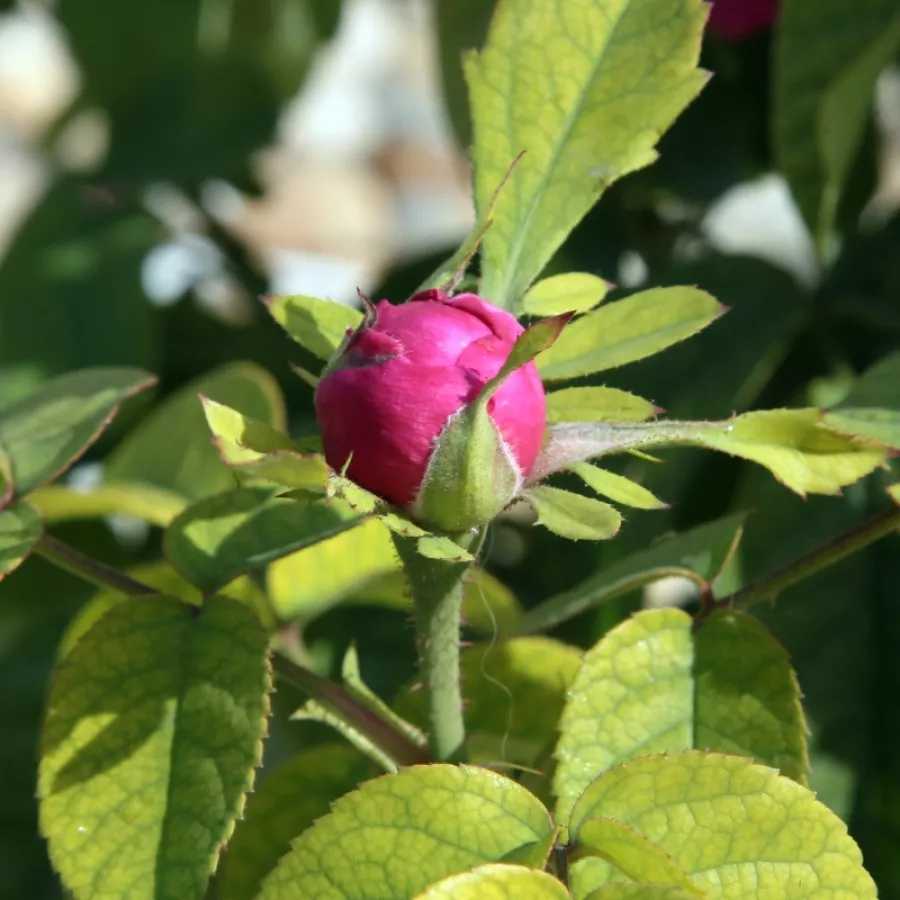 Rosa intensamente profumata - Rosa - Rose de Resht - Produzione e vendita on line di rose da giardino