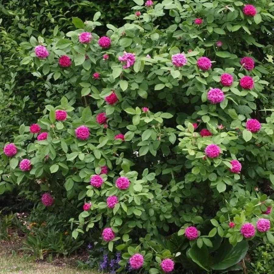 - - Rosa - Rose de Resht - Produzione e vendita on line di rose da giardino